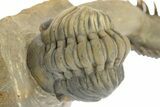 Colorful Crotalocephalina Trilobite with Enrolled Reedops #311503-2